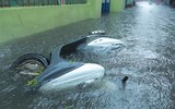 Nằm sát sông Tô Lịch nhưng mưa 1 tiếng, đường Bùi Xương Trạch ngập sâu 3 tiếng